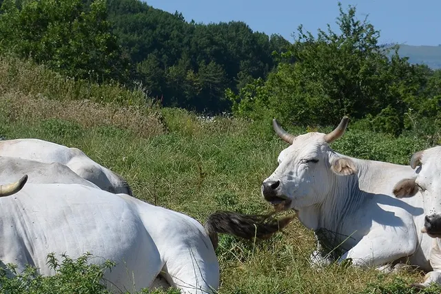 Tenuta Perticara