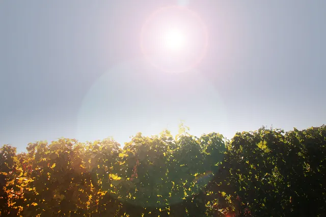 Weingut Kohl